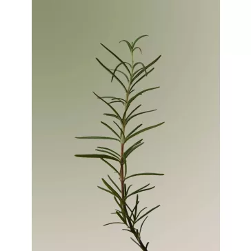   Aromatica - Rosemary Scalp Scaling Sampon, 180ml - Rozmaringos sampon