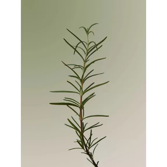Aromatica - Rosemary Scalp Scaling Sampon, 180ml - Rozmaringos sampon
