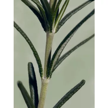   Aromatica - Rosemary Root Enhancer, 100ml - Rozmaringos fejbőrápoló spray