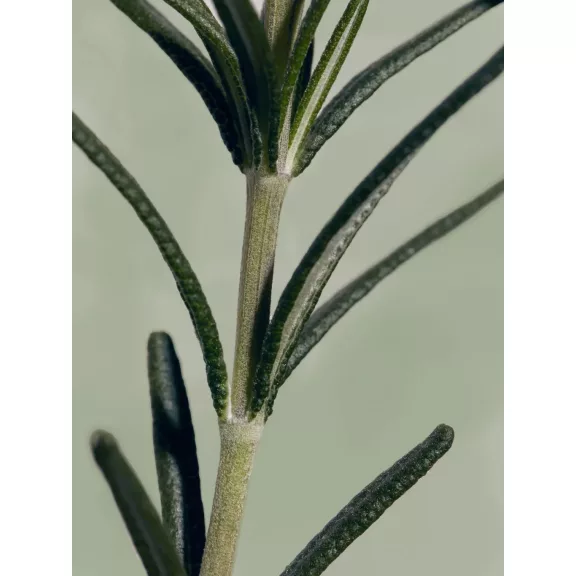 Aromatica - Rosemary Root Enhancer, 100ml - Rozmaringos fejbőrápoló spray